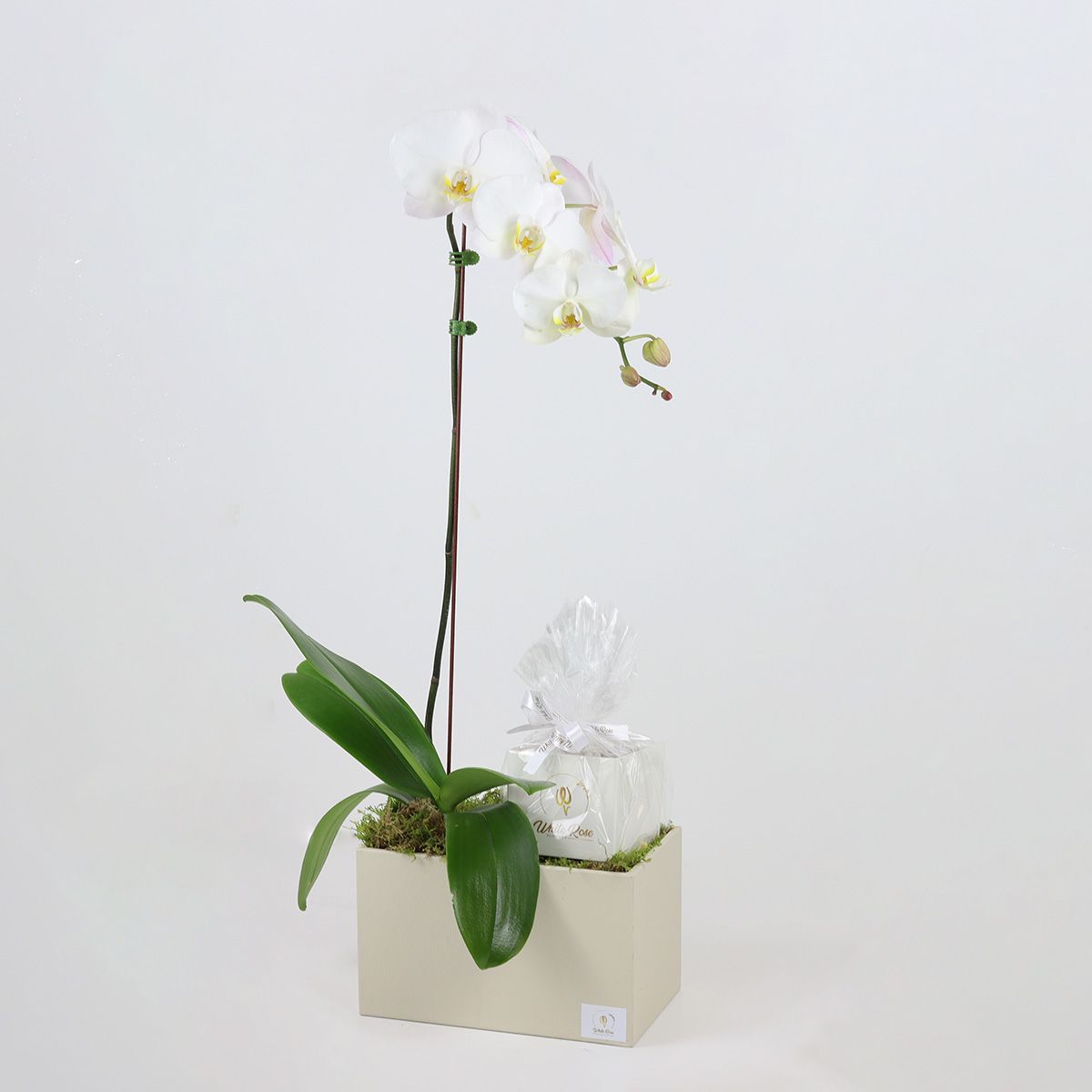 Chocolate Orchid Plant - Elegant Gift in a Leather Box